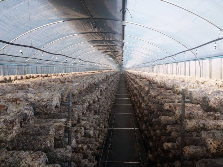 Giải pháp nhà nấm thông minh IoT 4.0